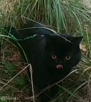 Черный кот породы «Британец» сидит …» — создано в Шедевруме