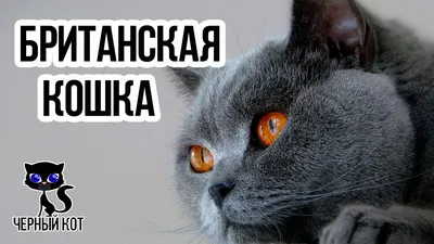 Пропала черная кошка породы британец в Екатеринбурге | Pet911.ru