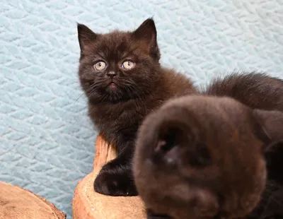 Nekobu - Британский крупный черный красавец-кот Дуглас в добрые руки -  Кошки и котята в дар в Москве