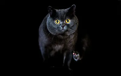 Короткошерстный черный британский котенок. Купить черного британского  котенка.