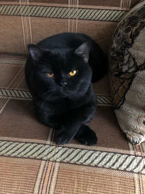 Кот британец черный с оранжевыми …» — создано в Шедевруме