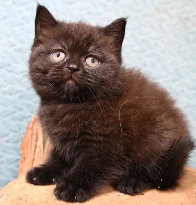 Фото чёрной британской кошки по имени Пума