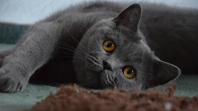 Черный британский кот: фото окраса