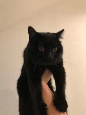 Чёрный наглый кот британец» — создано в Шедевруме
