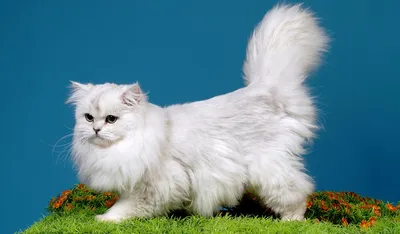 Британская длинношерстная кошка: все о кошке, фото, описание породы,  характер, цена