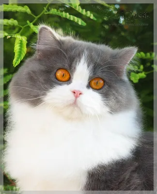 Британская длинношерстная кошка: описание породы, окрасы, характер,  стоимость - Mimer.ru