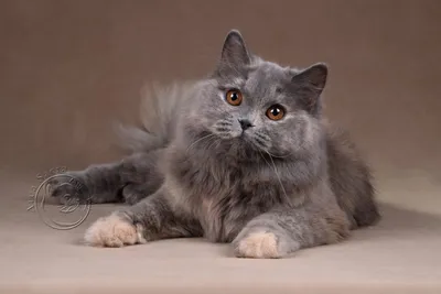 Британская длинношерстная порода кошек: фото, описание и характер