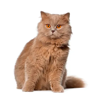 Британская длинношёрстная кошка - порода, питомники, достоинства и  недостатки