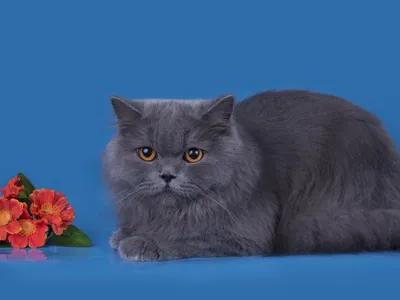 Британская длинношерстная кошка: описание породы, характер, фото и цена |  kotodom.ru