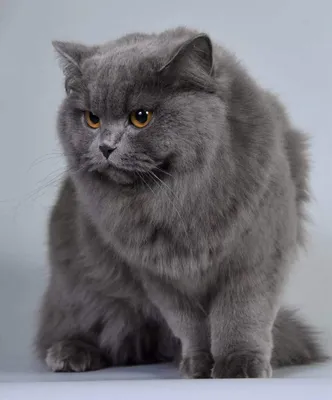 Породы длинношерстных кошек - Питомцы Mail.ru