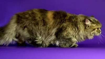 Британская серая кошка пушистая - картинки и фото koshka.top