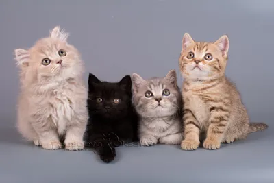 Длинношерстные британские котята | Британские котята GALA-CAT | Дзен