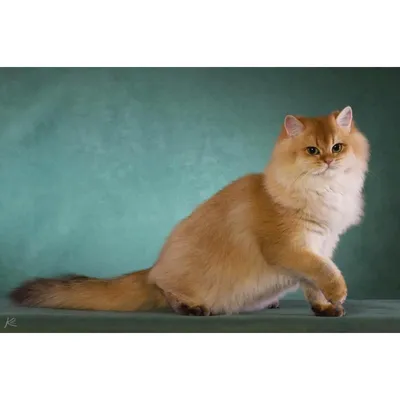 Кот британец длинношерстный - 70 фото