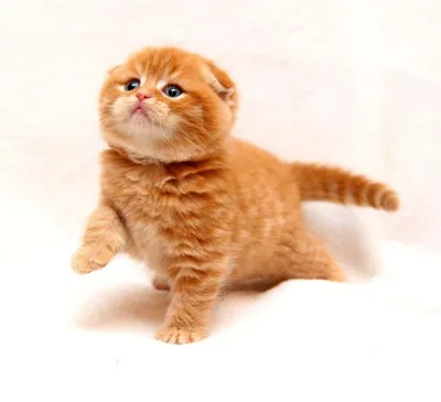 Шотландская вислоухая - популярная порода кошек - YouTube
