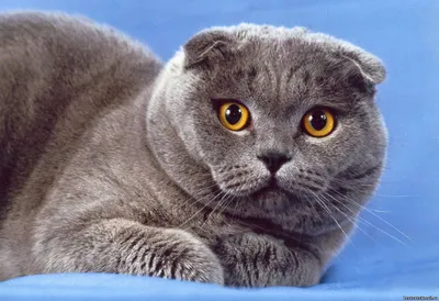 Британская короткошерстная - «Британский вислоухий кот и его несчастная  судьба: преданный \"хвостик\"» | отзывы