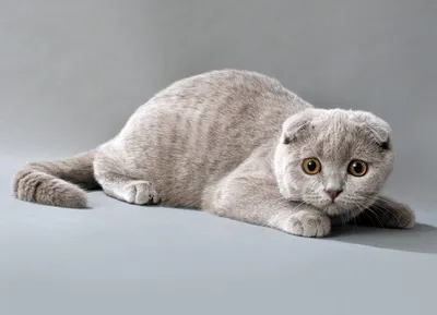 Потеряшки.уз | На днях в Ташкенте потерялся вислоухий серый кот ( британец)  по кличке Джесс | Facebook