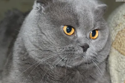 Продается Чистокровный Британский Вислоухий котенок.Мальчик: 7000 KGS ᐈ Коты  | Бишкек | 57092359 ➤ lalafo.kg
