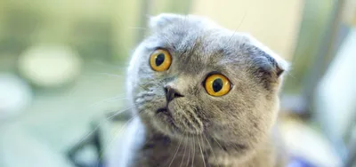 В Никополе британский вислоухий кот ищет новый дом | Інформатор Нікополь