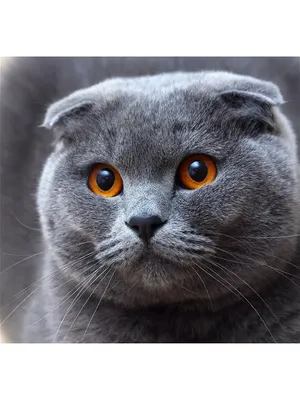 Шотландские вислоухие котята, фото, шотландская вислоухая порода скоттиш  фолд, окрасы | Кошки - кто они?