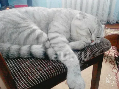 Британская кошка рисунок - 78 фото