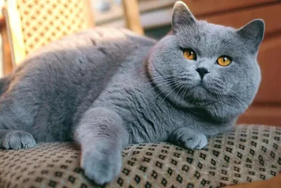 Британская короткошёрстная кошка: особенности породы, правила ухода и  содержания: Звери: Из жизни: Lenta.ru
