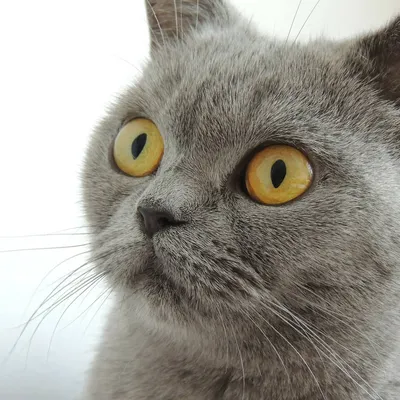 британский кот в интернет-магазине Ярмарка Мастеров по цене 20500 ₽ –  U2DZSBY | Мягкие игрушки, Великий Новгород - доставка по России