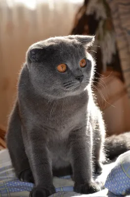 Самый милый в мире британский кот,…» — создано в Шедевруме