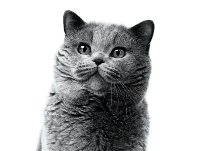 Картина на холсте (британская серый шотландская короткошёрстная кот  вислоухая кошка британец) 50 70 Вертикально, животные, кот, кошка,  интерьерная, в комнату, на стену, в спальню - купить по низкой цене в  интернет-магазине OZON (578932290)