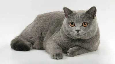 Кот британец персикого окраса» — создано в Шедевруме