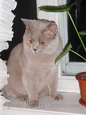 Лиловый британский кот Adam Bastet Mystery - Британские котята, британские  кошки, коты, купить котенка, продажа котят