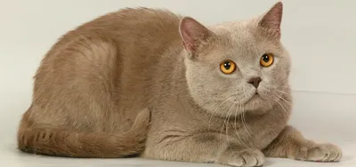 Британский вислоухий кот,янтарные …» — создано в Шедевруме