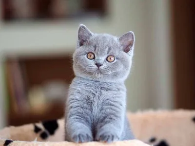 Голубые и лиловые британские котята (Litter-E3) - 9 Июля 2022 - Питомник  GALA-CAT