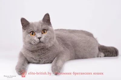 Британские котята - сплошные окрасы | Британские котята GALA-CAT | Дзен