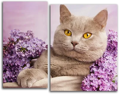 Лиловый окрас британских кошек. Фото британцев лилового окраса.