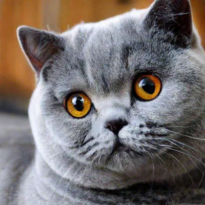 Модульная картина \"Лиловый британский кот\" – купить по низкой цене с  доставкой по России | Интернет-магазин модульных картин Picasso