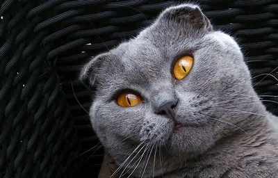 Британский прямоухий кот (31 фото) - 31 фото