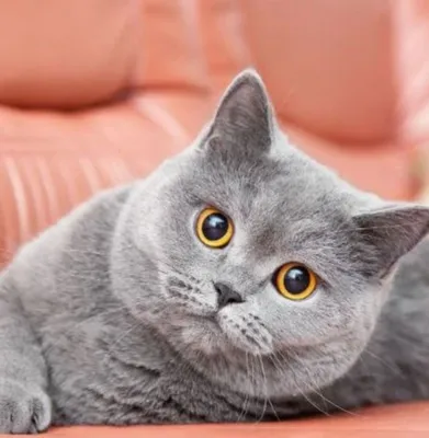 Кошка прямоухая британская цвет чё…» — создано в Шедевруме