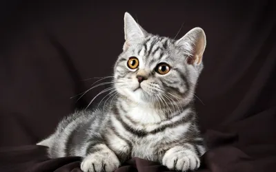 Британская короткошёрстная кошка и её частые проблемы со здоровьем