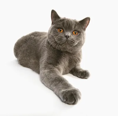 Фотообои \"Серый британский кот\" - Арт. 180102 | Купить в интернет-магазине  Уютная стена