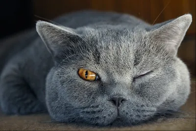 Фото, серый кот британец , с …» — создано в Шедевруме