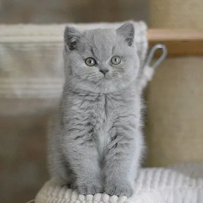 Серый британец котенок - 72 фото