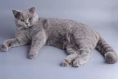 Кот британец серый СРОЧНО: 30 000 тг. - Кошки Тельмана на Olx