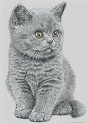 Серый кот британский вислоухий» — создано в Шедевруме