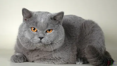 Отзывы о мягкая игрушка подушка SCWER TOYS серый британский кот батон 110  см. - отзывы покупателей на Мегамаркет | мягкие игрушки Кот_110см_британец  - 600011442715