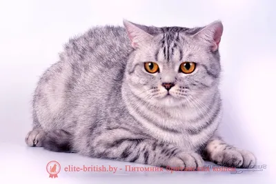 серый кот с оранжевыми глазами во дворе возле дома, симпатичная британская  короткошерстная кошка Hachiware, Hd фотография фото, британская  короткошерстная фон картинки и Фото для бесплатной загрузки