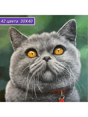 Породы кошек: Британская короткошерстная кошка | Статьи CAT STEP