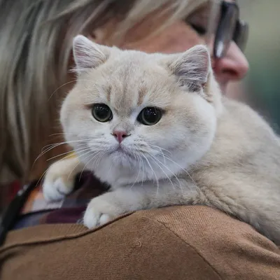 Интерьерная картина на холсте \"Британский серый кот\" животные, размер 30x40  см - купить по низкой цене в интернет-магазине OZON (510981091)