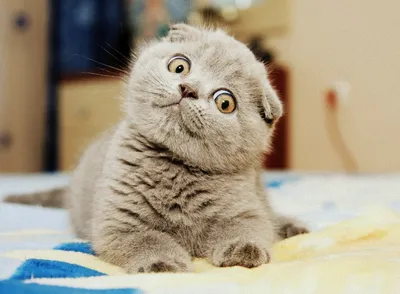 Британская вислоухая кошка – грациозная красотка с мягким характером» —  создано в Шедевруме