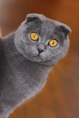 Британская короткошерстная кошка: фото, характер, описание породы