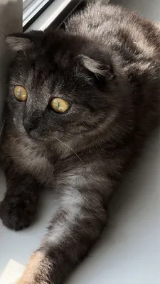 В Никополе британский вислоухий кот ищет новый дом | Інформатор Нікополь